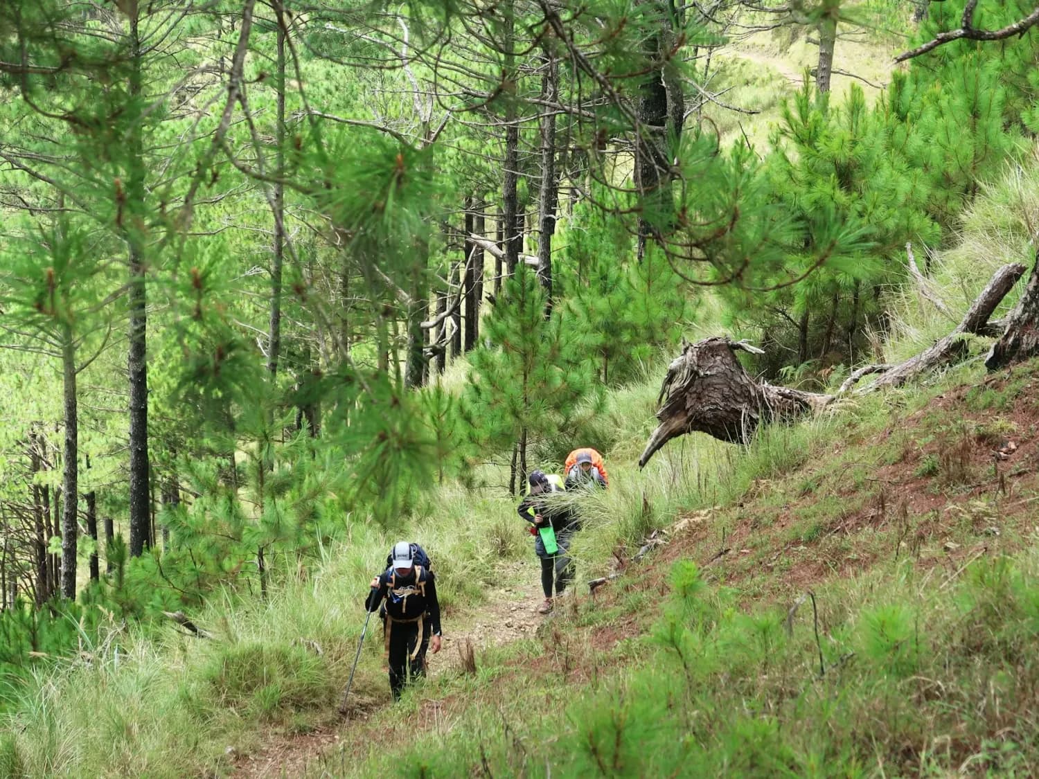 A group of hikers climbing a pine forest trail on Mount Ugo
